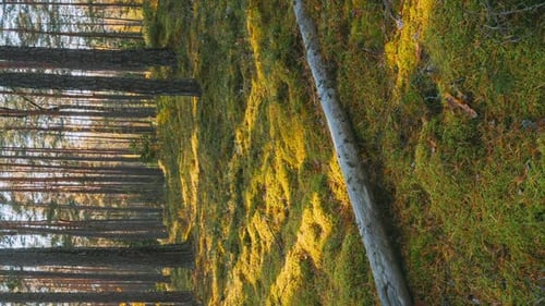 Beautiful Sunset Sun Sunshine In Sunny Summer Coniferous Forest Hyperlapse