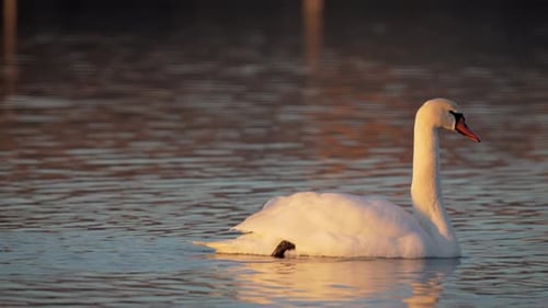 White Swan Gracefully Skims Water in River on Autumn Day Small Black Ducks Swim Next to Bird in