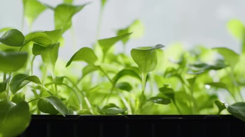 Bright Green Sprouts Growing Indoors