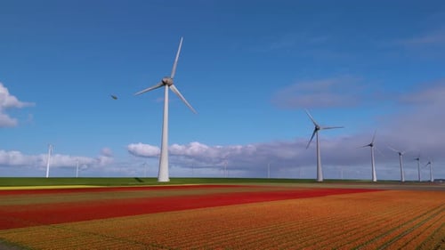 Exploring the Majestic Wind Turbines Across Colorful Fields in the Netherlands