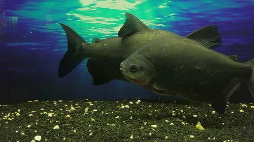 Watching Big Aquarium Fish 6.