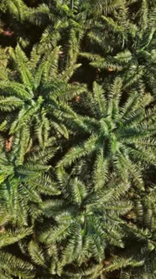 Flight over plantation of palm trees in Thailand