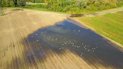 Drone 4K video of a swans relaxing on a rural field with a rain-formed pond, gracefully swimming and