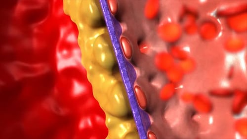 Vista microscópica de la salud de la pared de los vasos sanguíneos humanos