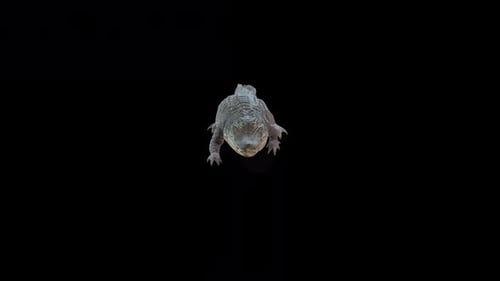 Alligator Walk