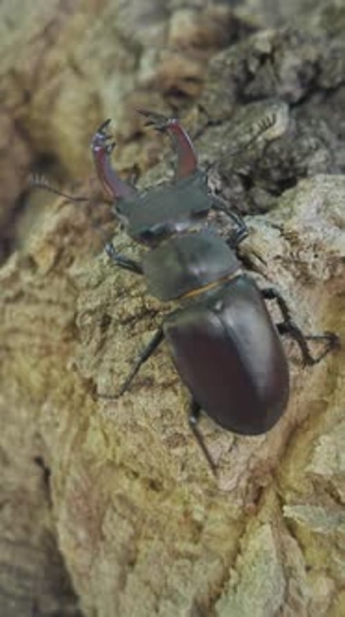 Stag Beetle on Bark Tree Trunk Close Up