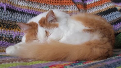 Fluffy Cat Napping Curled Up on Blanket