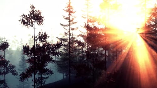 The Sun Shining Through the Trees in a Beautiful Forest