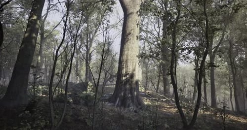 Misty Forest Landscape with Towering Trees and Dense Foliage in Early Morning