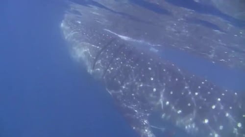 Tubarão-baleia na superfície do Mar do Caribe