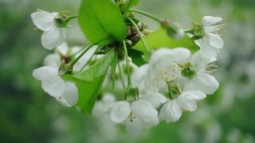 White Flowers on Cherry Tree. Spring Background. Cherry Tree Blossoming in Spring