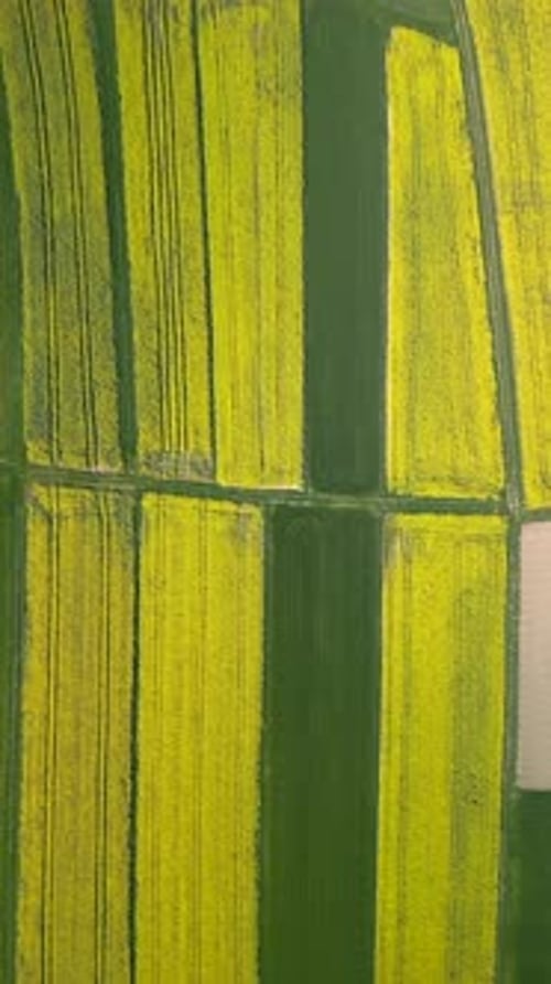 Top View Of Farmland With Yellow Rapeseed Fields