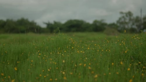 A general shot of yellow wildflowers and tall grass in a lush forest during the vibrant spring seaso