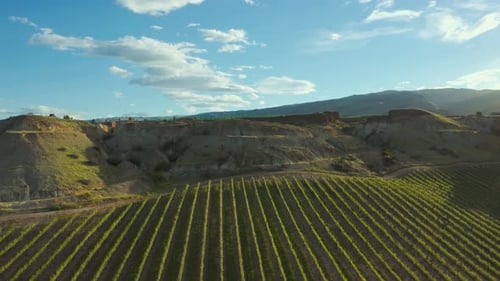 Aerial revealing the scale of vineyards in Central Otago with a blue sky and fluffy white clouds
