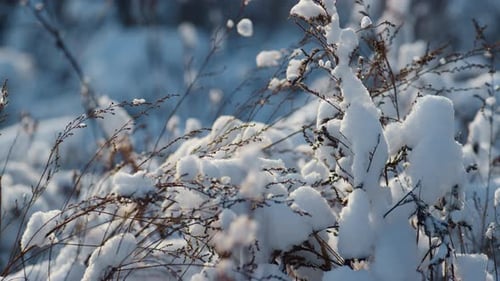 Dry Snowy Vegetation Covered Fluffy Snowflakes on Frozen Field Closeup. Withered Snow-Covered