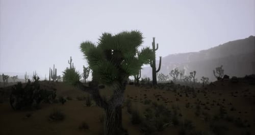 Desert Landscape with Cacti and Joshua Tree During Foggy Morning