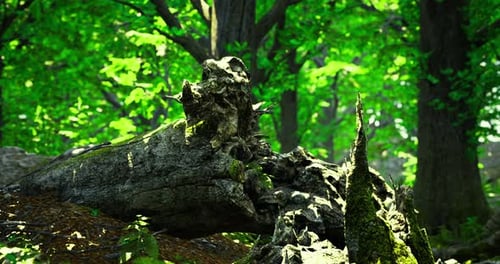 Unique Rock Formation Covered in Moss in a Lush Green Forest Setting