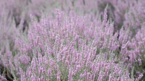 Beautiful Lavender Bushes in a Field on a Sunny Day Summer Lavender Fields