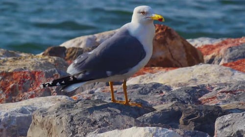 Lone Seagull Standing On The Stones By The Ocean And Looking At The Camera Seagull