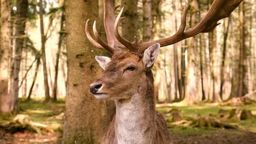 A Herd of Deer in the Forest