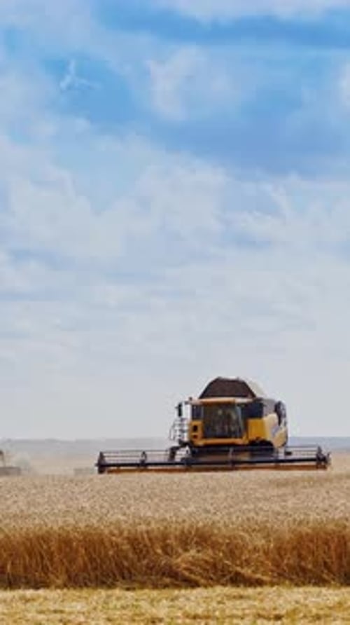 Rural landscape with combine. Combine harvester at work harvesting field wheat Vertical video