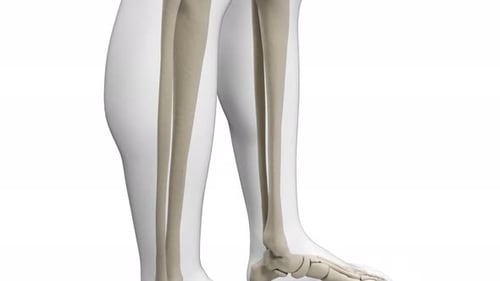 Das menschliche Skelettsystem dreht sich, um die Anatomie in 3D-Bewegung sichtbar zu machen