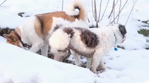 cachorro fofo fazendo xixi na neve e jogando o chão para fora com as patas