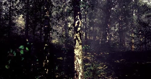 Paysage forestier mystérieux avec de grands arbres et une lumière tachetée