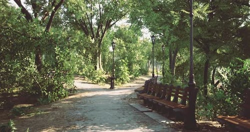 Peaceful Park Pathway Surrounded By Lush Trees and Benches in Bright Sunlight