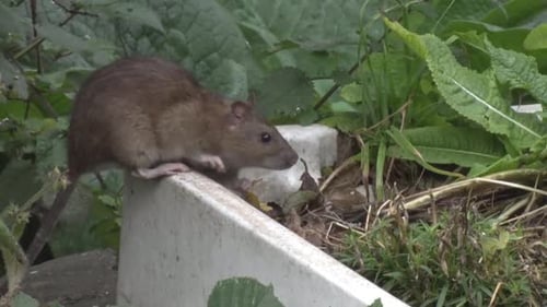 An adult Brown Rat feeding on seed fallen from a garden bird feeder. UK