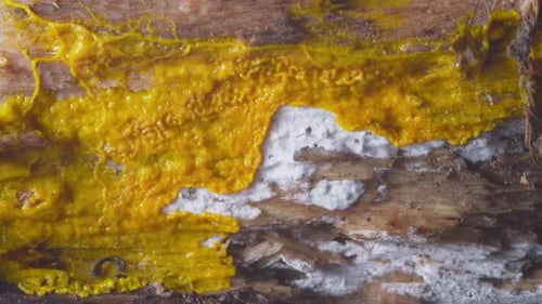 Close Up of Yellow Slime Mold on Wood