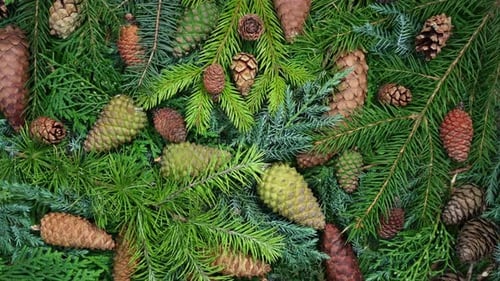 Christmas background. Festive Winter Rotating Pine Cones and Evergreen Branches Background