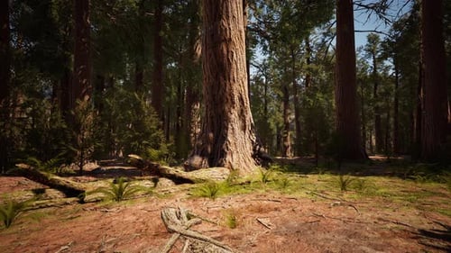 Giant Sequoia Trees at Summertime in Sequoia National Park