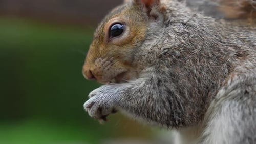 Close Up of a Gray Squirrel in Motion in a Natural Park Setting