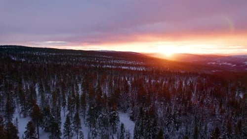 Gliding over a winter forest landscape in a burning sunset. Beautiful Pine forest in the Norwegian W