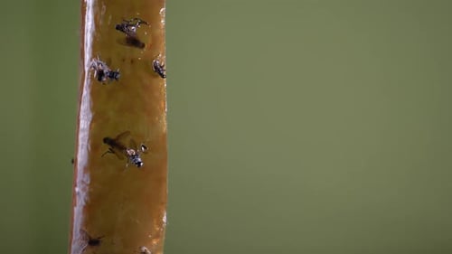 K61. Flies stick to the sticky tape to kill pests. Pest control.