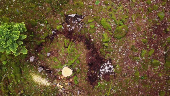 Drone aerial ascending inside moody forest from ground humus 4K, Nature ...