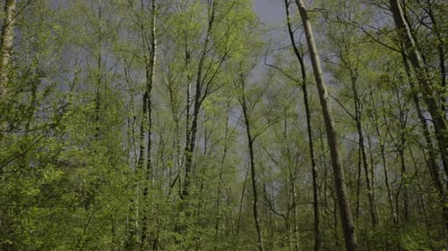 die schöne beruhigende Szene im tiefen Wald im frühen Frühling mit blauem, klarem Himmel im Hintergrund