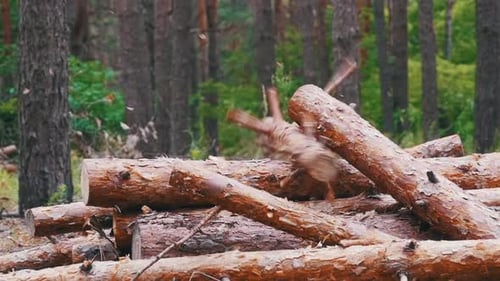 Troncs d'arbres abattus dans la forêt, rondins pliants, abattus en tas
