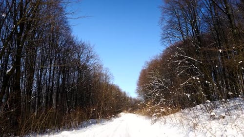 Camera Movement on the Snowy Road in the Forest at Sunny Day
