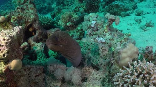 Giant Moray eel on coral reef