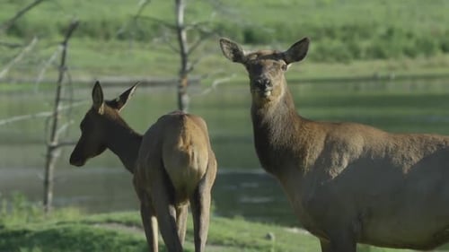 Canadian Wildlife - Conservationalism and deer with a tag near a lake