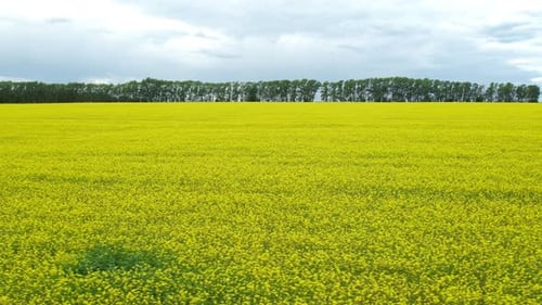 Blühendes Rapsfeld
