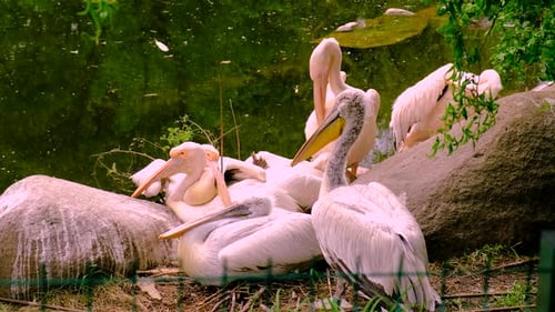 Pelicans in the Zoo Selective Focus