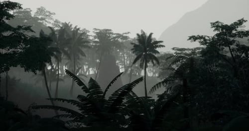 Lush Tropical Rainforest Shrouded in Mist During Early Morning Hours