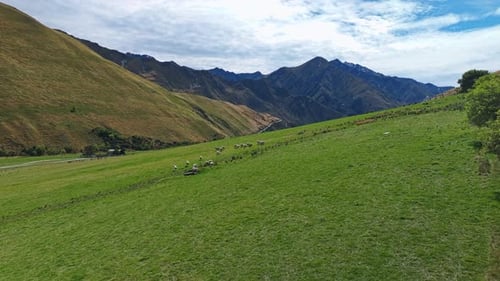 Flock of sheep gather on green grassy hillside to graze, New Zealand