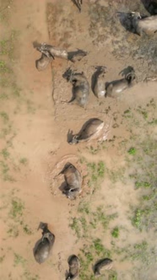 Top View Of Water Buffaloes Bathing In Mud In Agricultural Field Vietnam