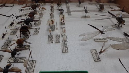 Insect Collection 02