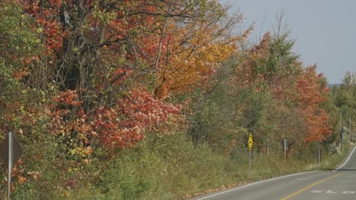 Autumn Forest Trees Along The Countryside Road At Cheltenham Badlands During Daylight In Caledon, On