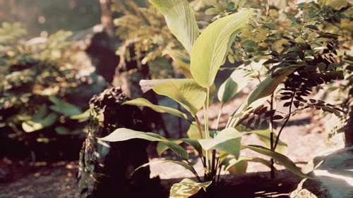Group of Plants in Tropical Forest Under Sun Rays